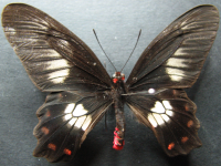 Pachliopta polydorus queenslandicus - Adult